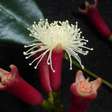 Jardim Botânico comemora 217 anos com lançamento da Trilha das Especiarias nesta sexta