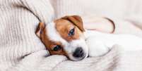Saiba como entender as necessidades do seu pet por sua linguagem corporal  Foto: Shutterstock / Alto Astral
