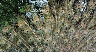 Espetáculo de plumas e cores: Belíssimas aves pelo mundo