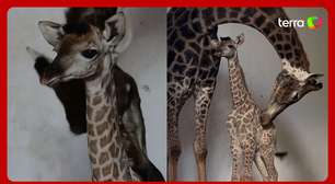 Zoológico de São Paulo anuncia nascimento de filhote de girafa; veja