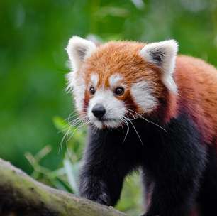 Panda-Vermelho: Espécie marcou presença em produções da Disney