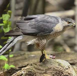 Inteligência animal: Pesquisador descobre gavião que usa sinal de trânsito para capturar presas